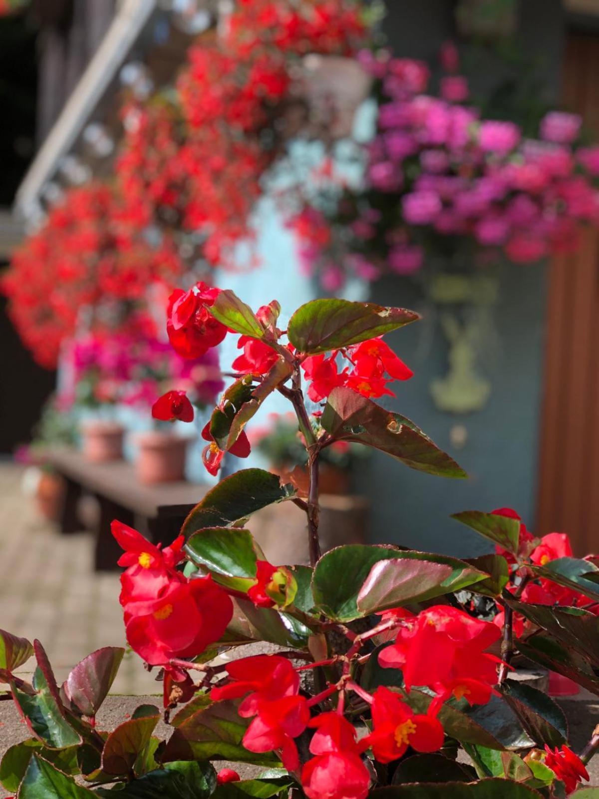 Haus-Erzberg Bed and Breakfast Vordernberg Εξωτερικό φωτογραφία